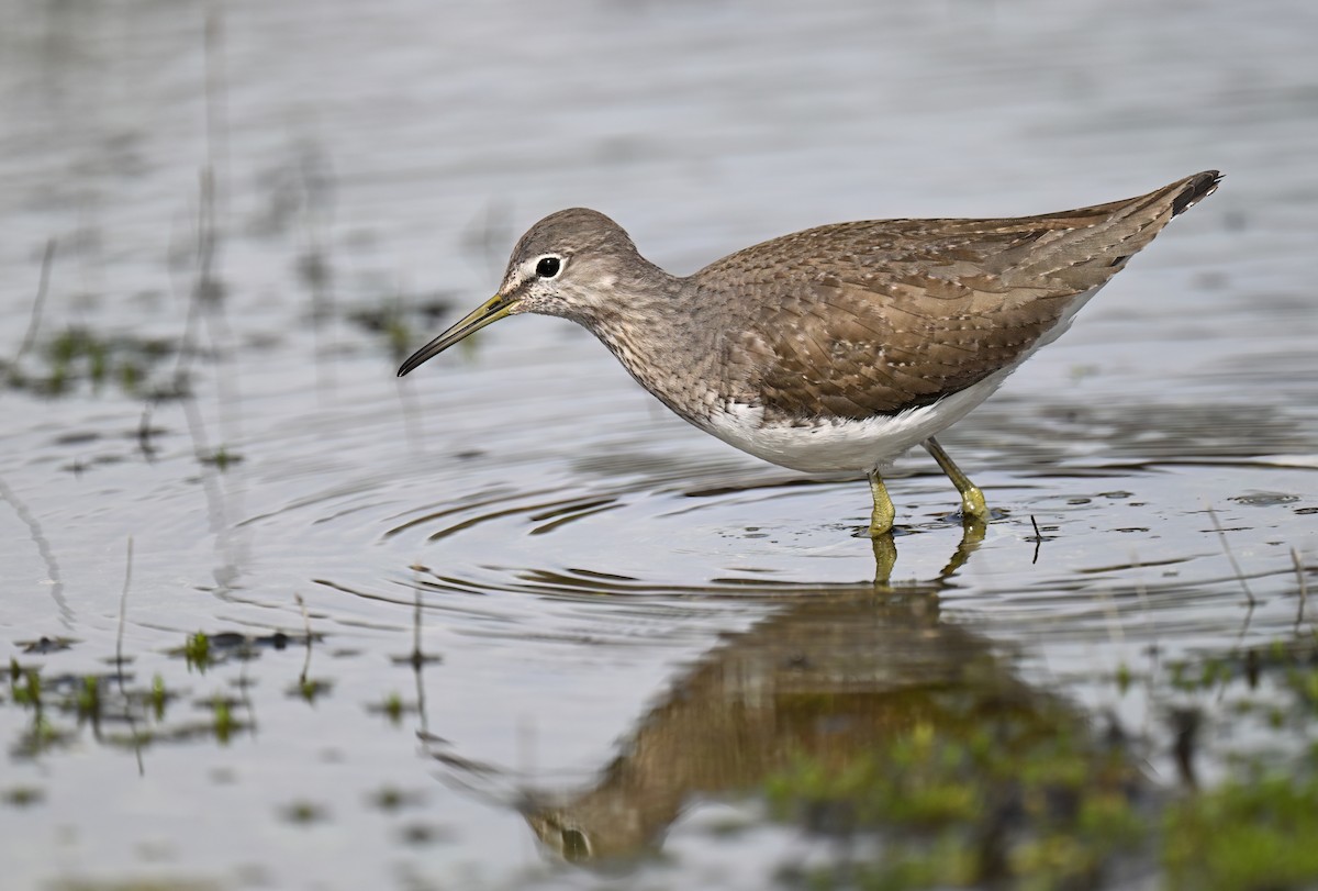 vodouš kropenatý - ML652099009