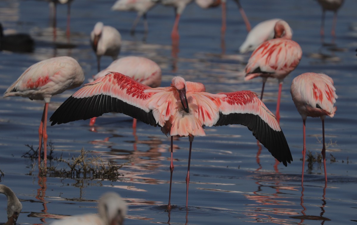 Lesser Flamingo - ML652099094