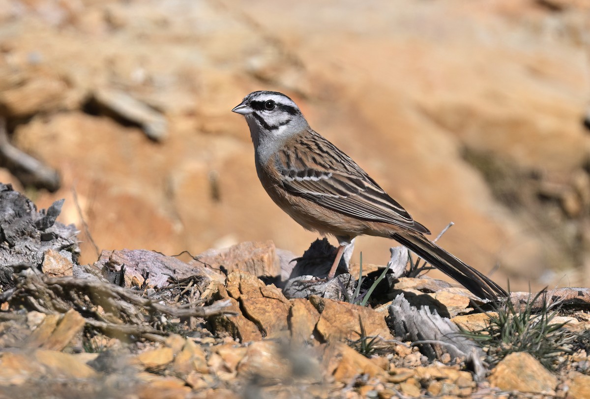 strnad viničný - ML652099105