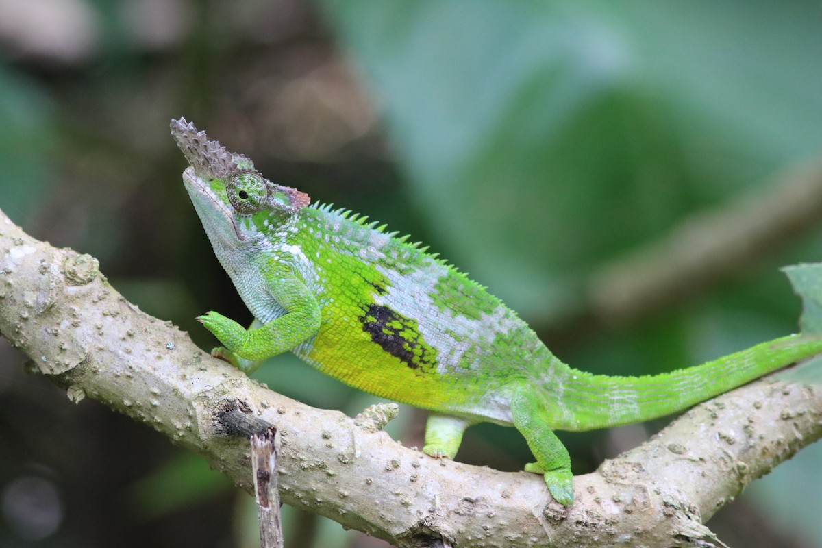 Пресмыкающиеся - ML652099115