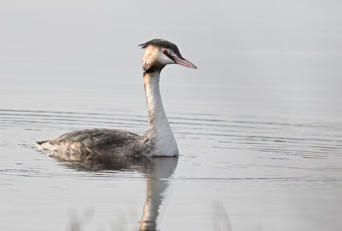 potápka roháč - ML652099127