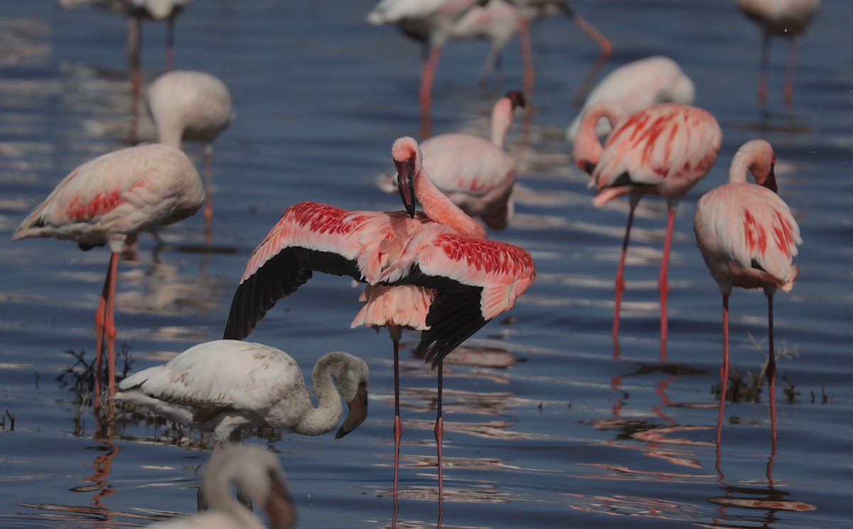 Lesser Flamingo - ML652099175