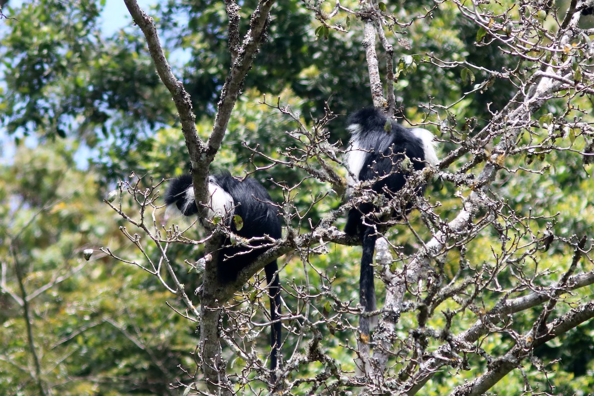 Ангольский колобус - ML652099511