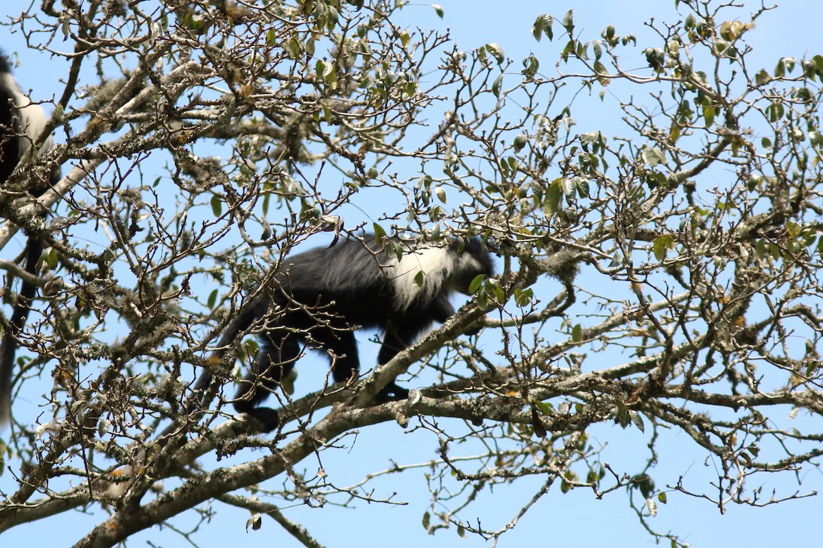 Животные - ML652099536