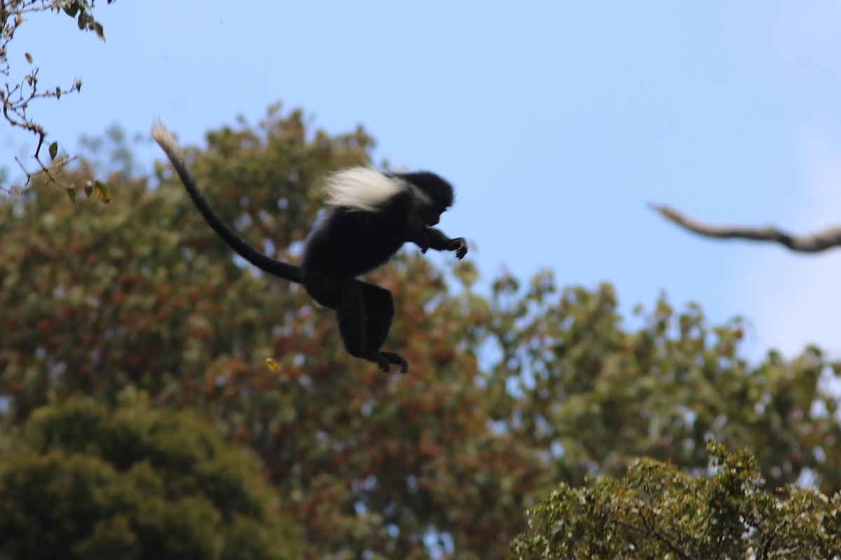 Животные - ML652099558