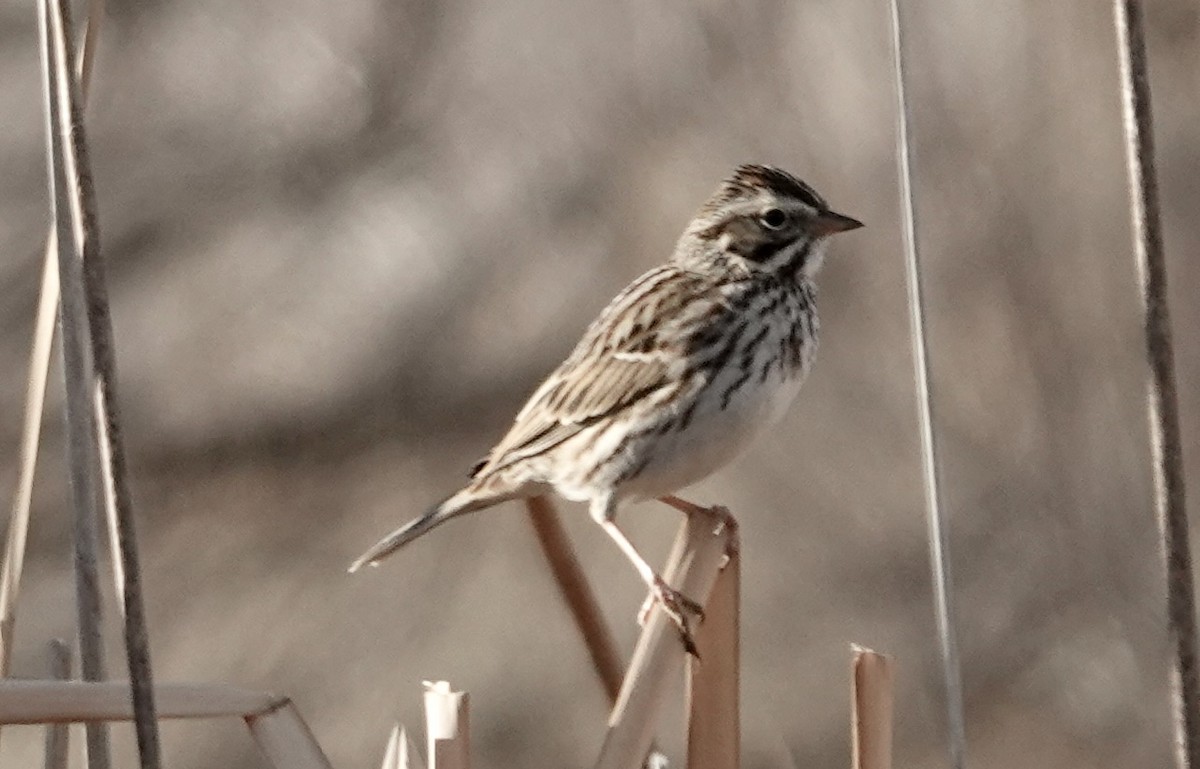 Bruant des prés - ML652099807