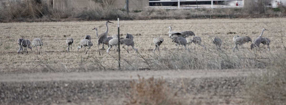 Grue du Canada - ML652099909