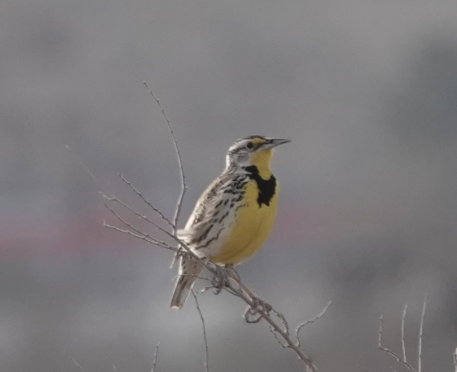 Sturnelle de l'Ouest - ML652100009