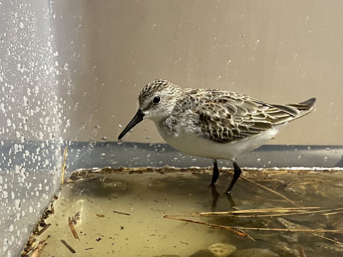 Alaska Kumkuşu - ML652100023