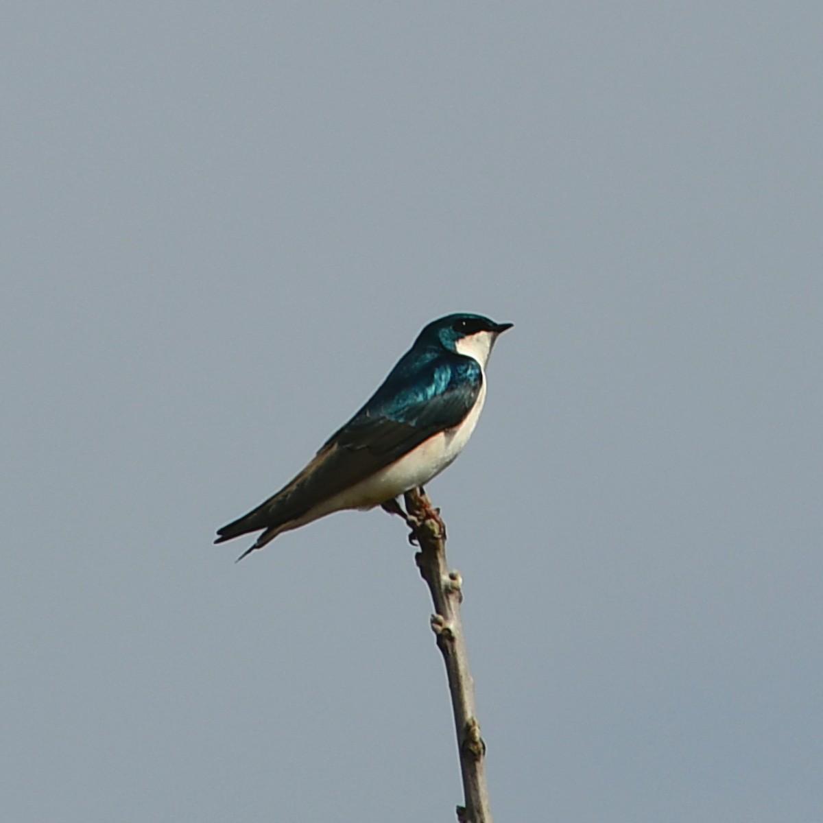 Elai kolorebikoa - ML652100026