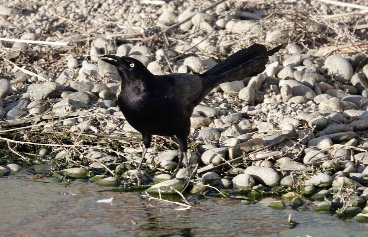 Quiscale à longue queue - ML652100045
