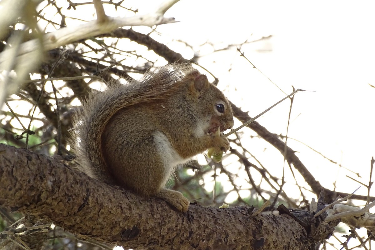 American Red Squirrel - ML652100172