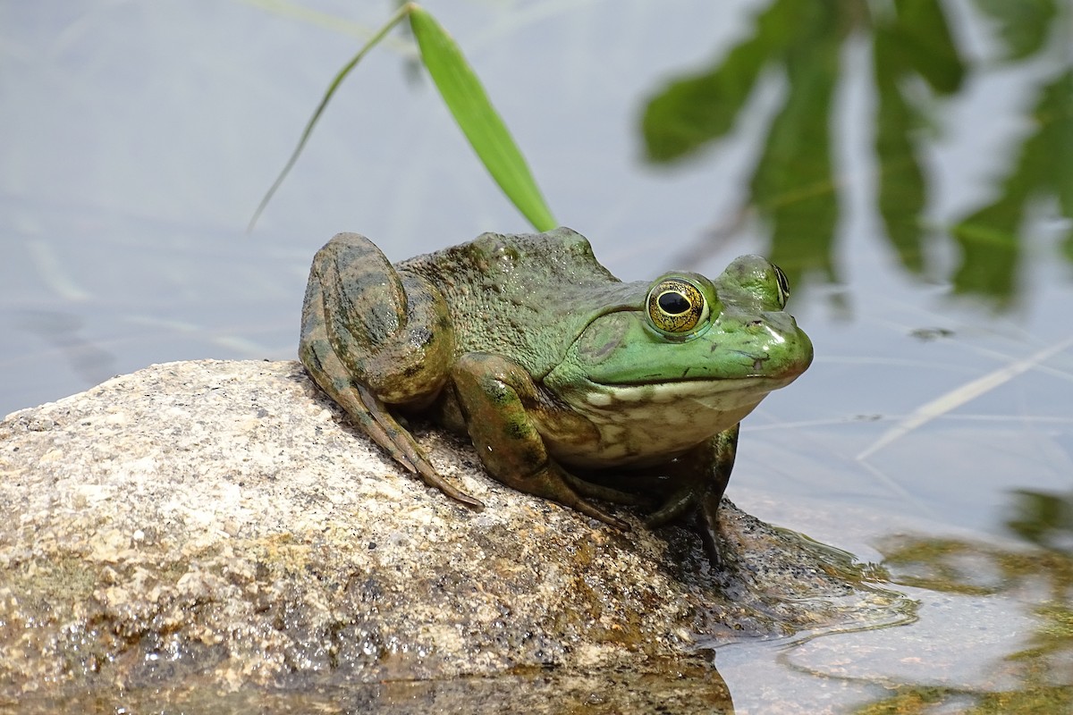 American Bullfrog - ML652100293