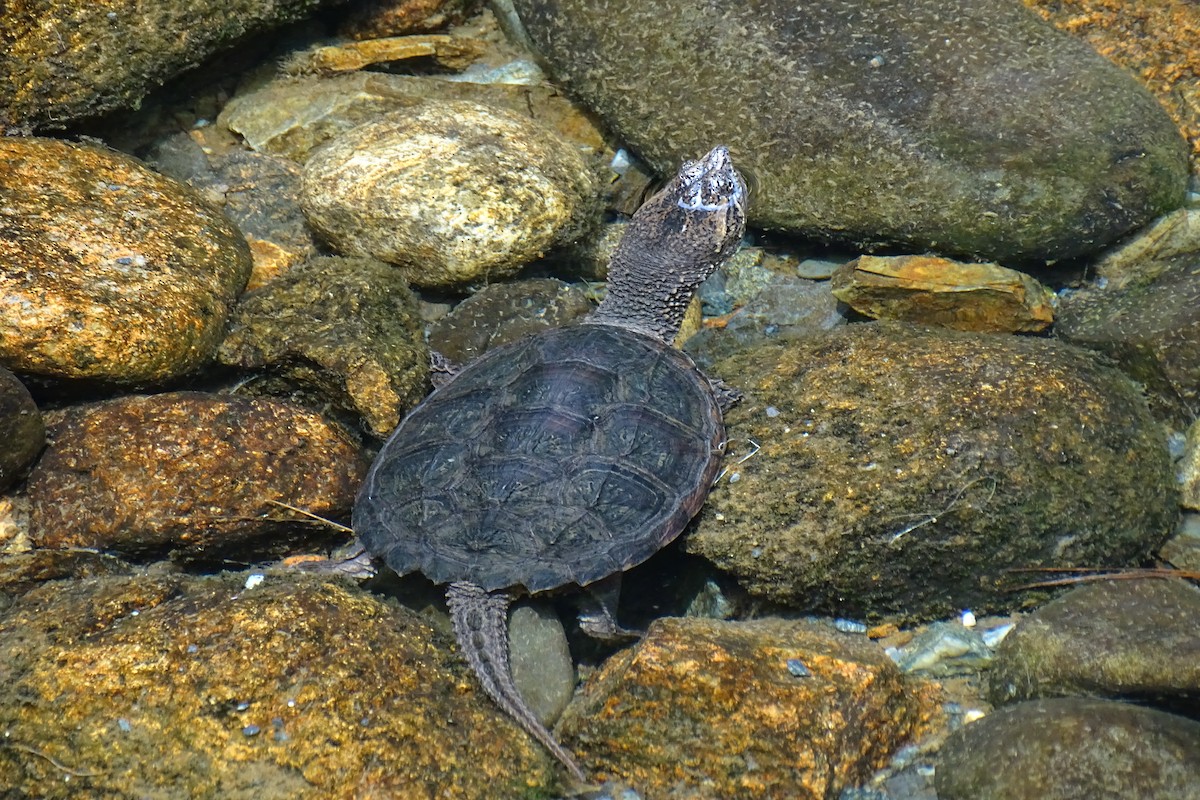 Common Snapping Turtle - ML652100294