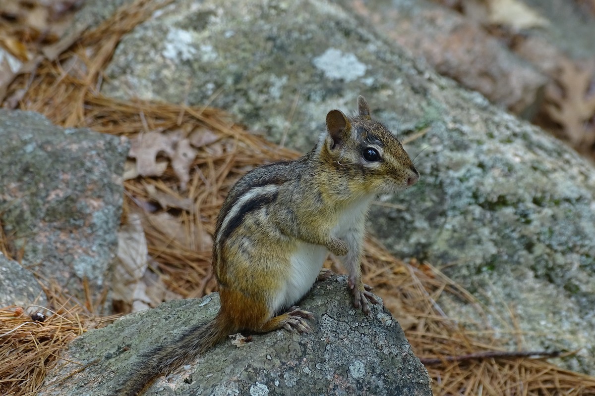 Eastern Chipmunk - ML652100295