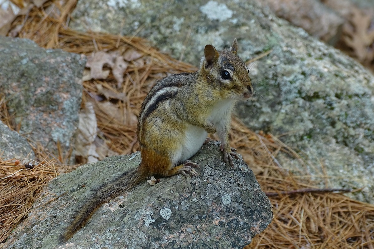 Eastern Chipmunk - ML652100296