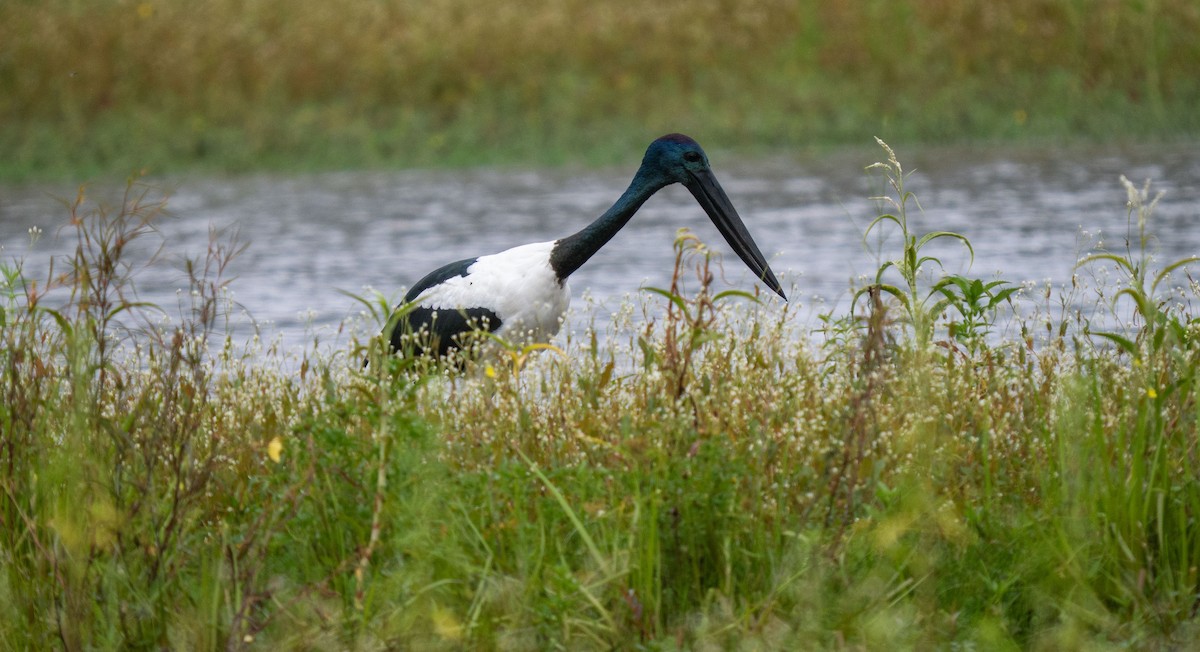 Black-necked Stork - ML652101240