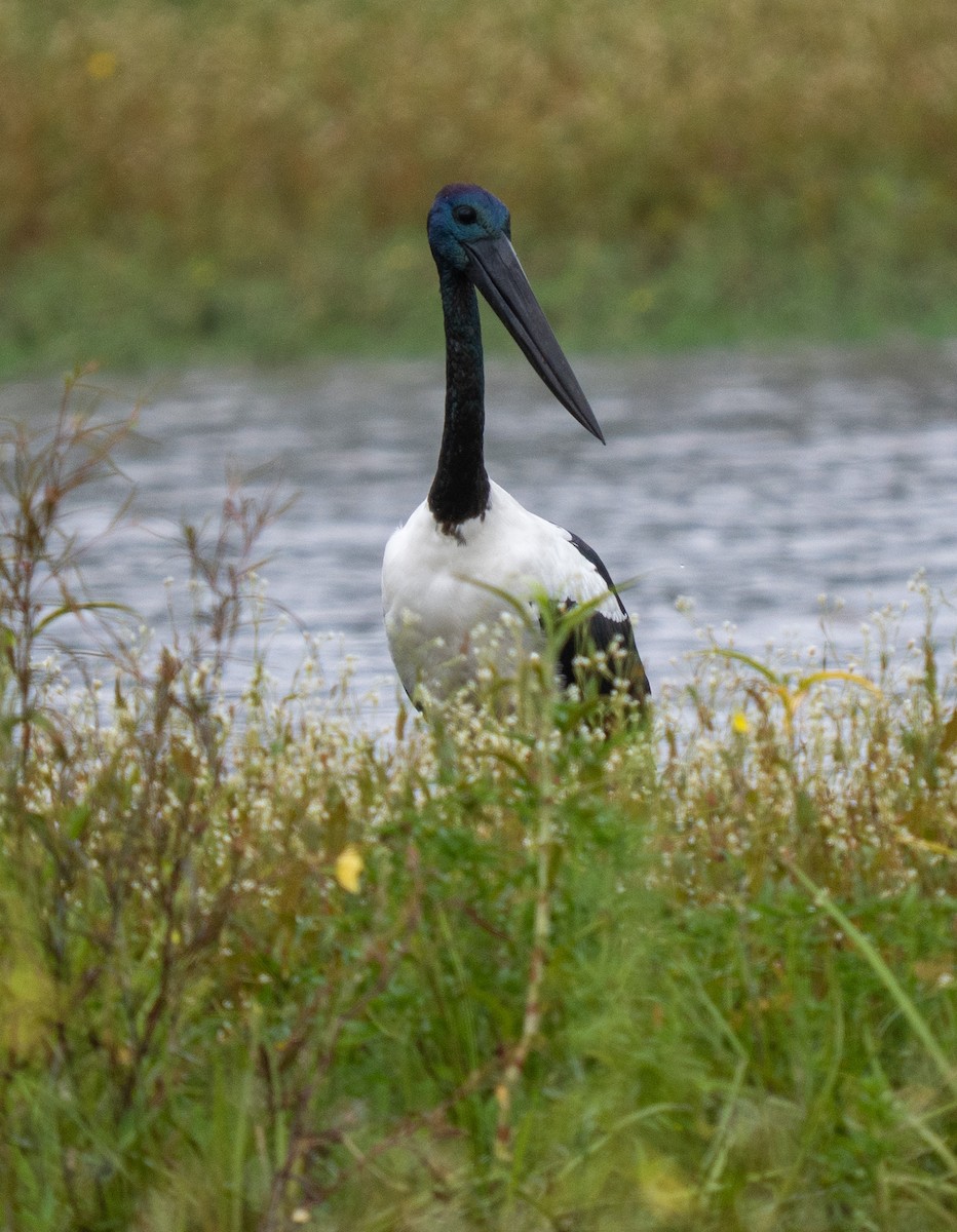 Black-necked Stork - ML652101241