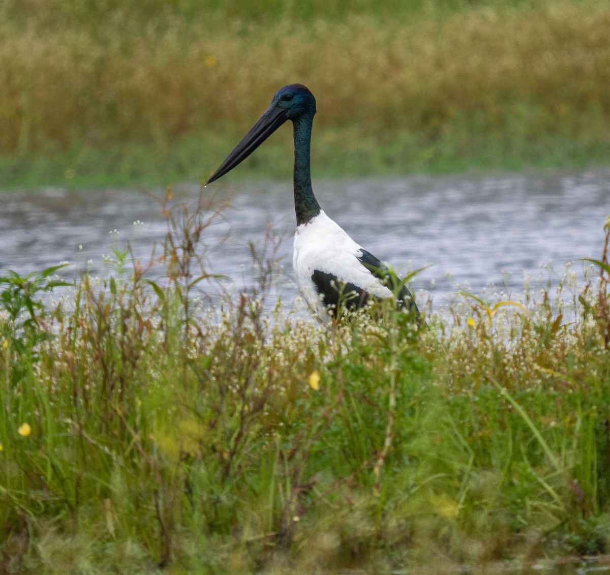 Black-necked Stork - ML652101242