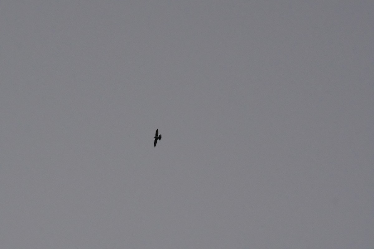 シロハラアマツバメ - ML652102113