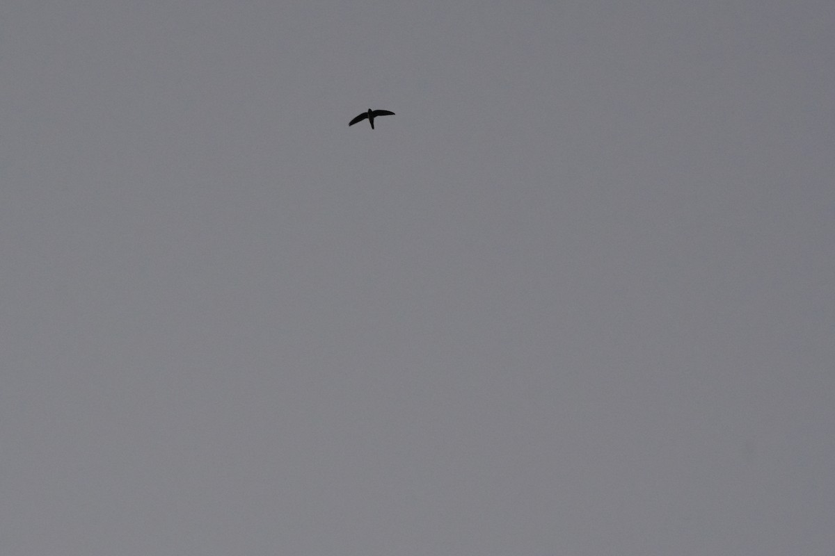 シロハラアマツバメ - ML652102114