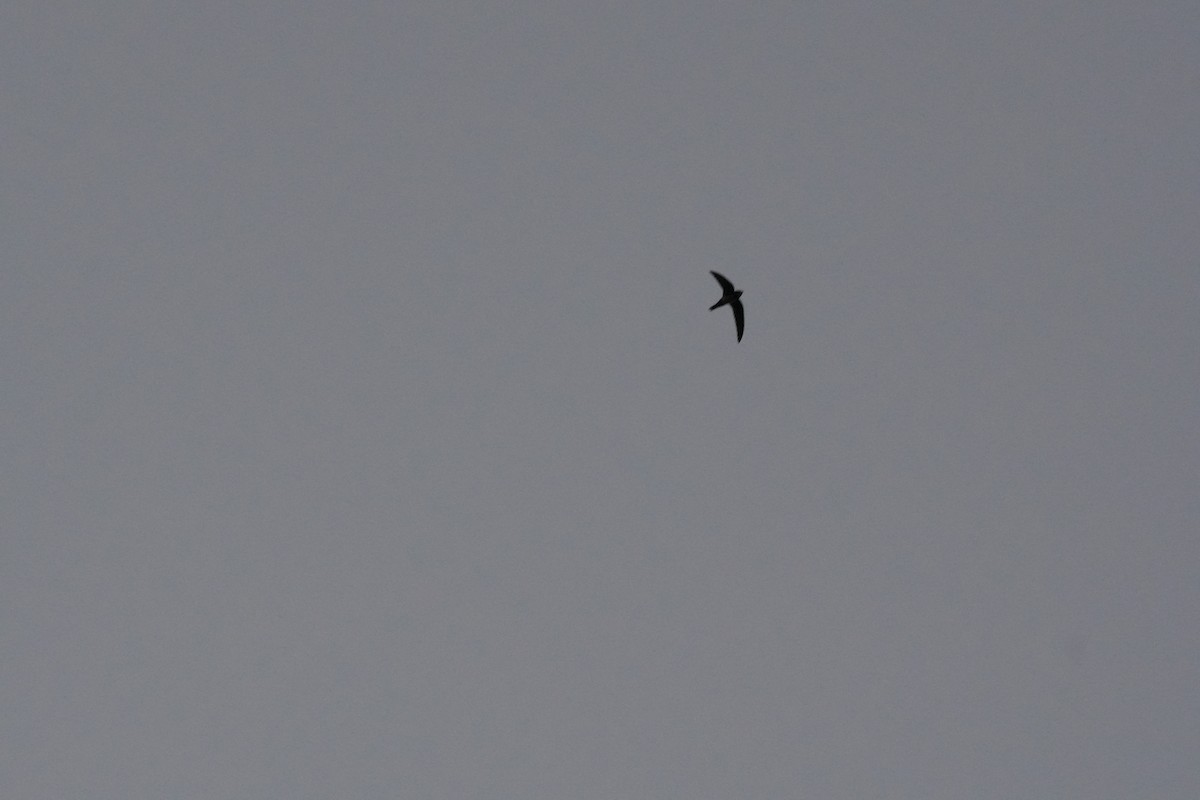 シロハラアマツバメ - ML652102115