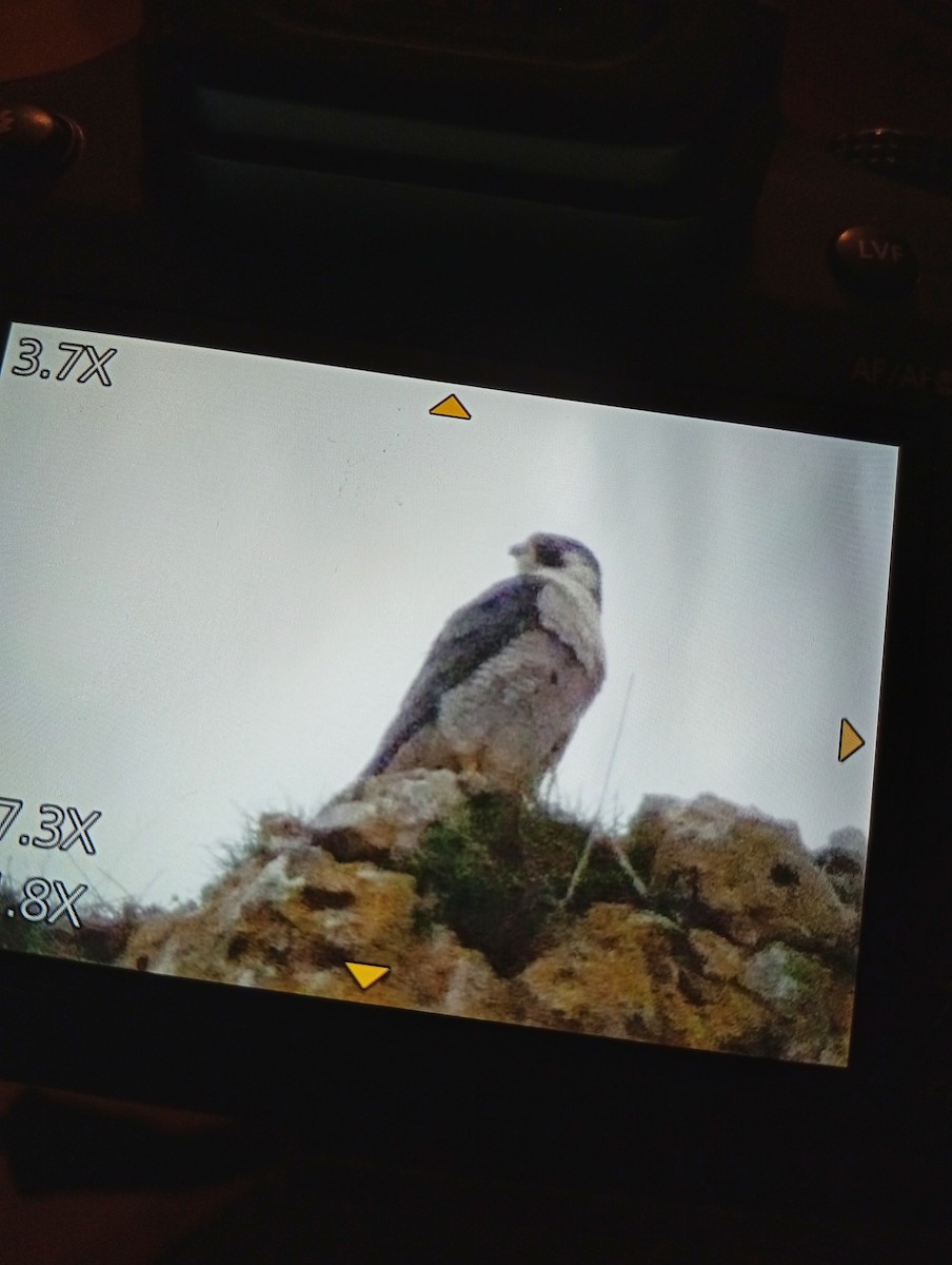 Halcón Peregrino - ML652102195