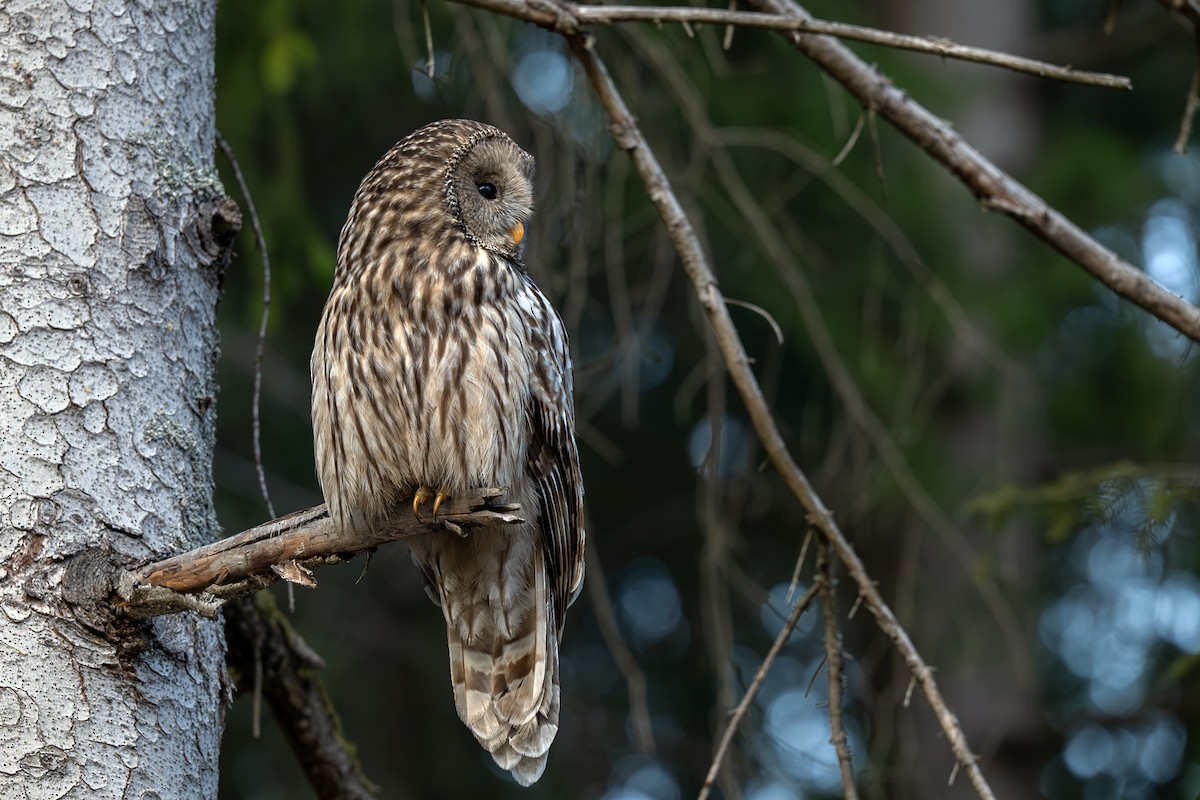 Habichtskauz - ML652102696