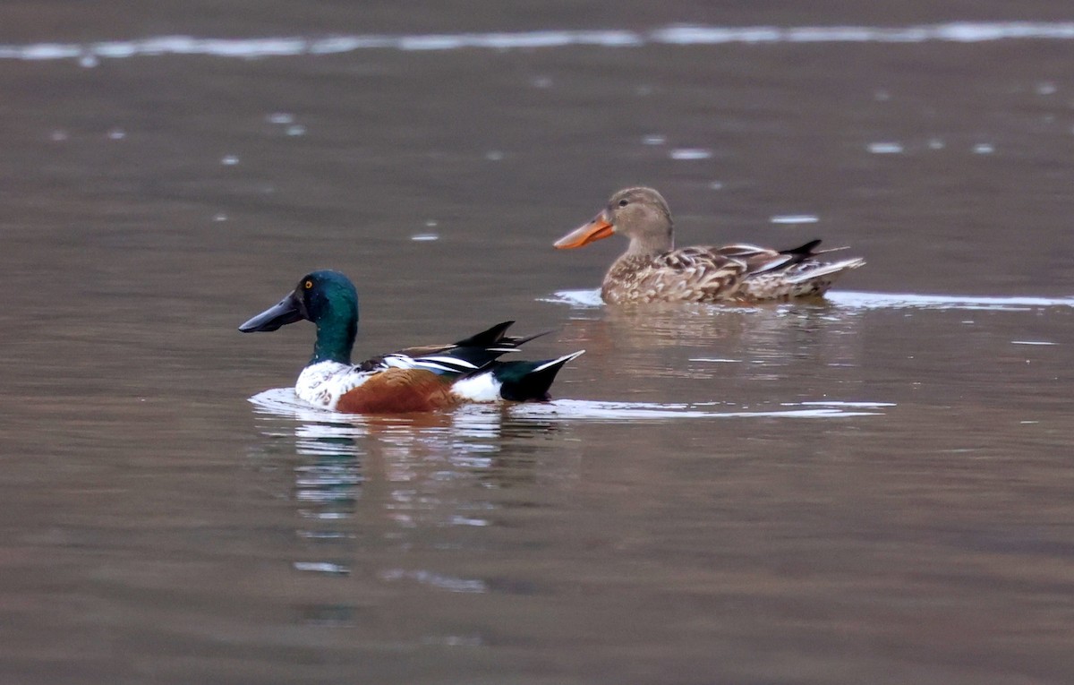 Mestolone - ML652102996