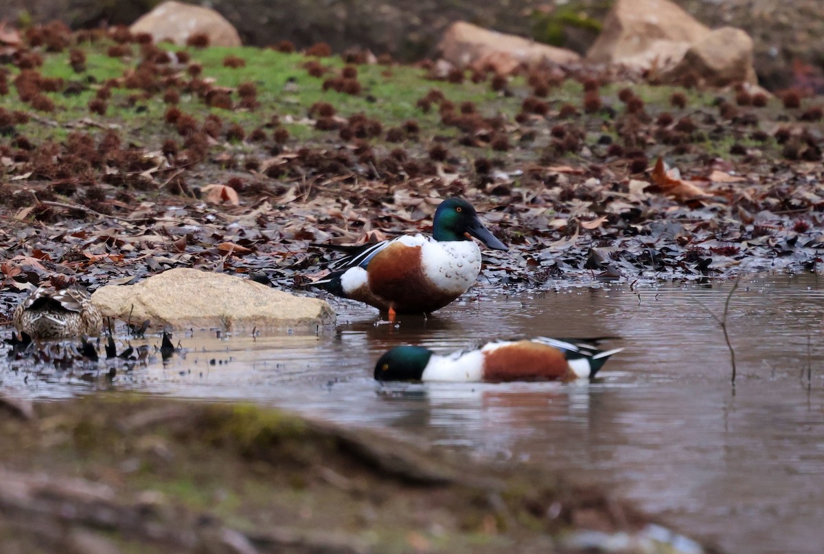 Mestolone - ML652102997