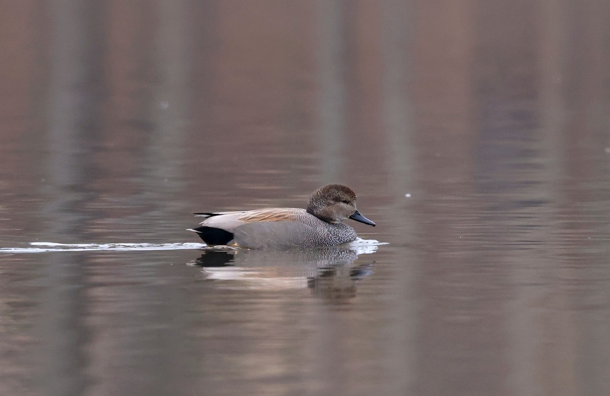 Canapiglia - ML652103011