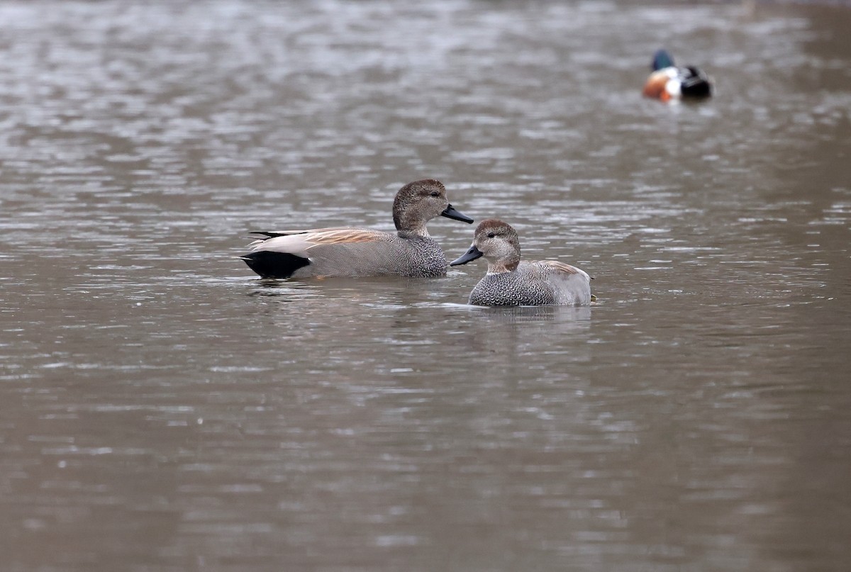 Canapiglia - ML652103013