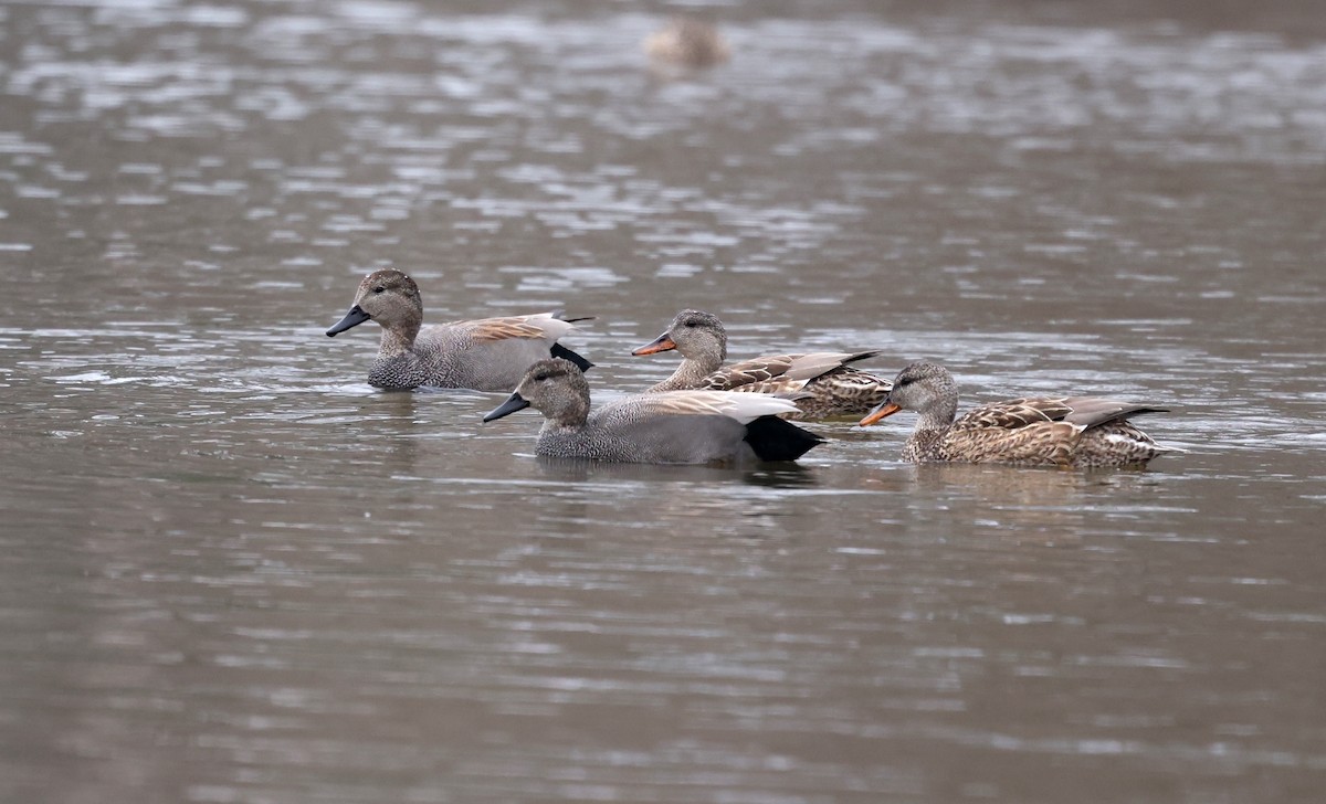 Canapiglia - ML652103014