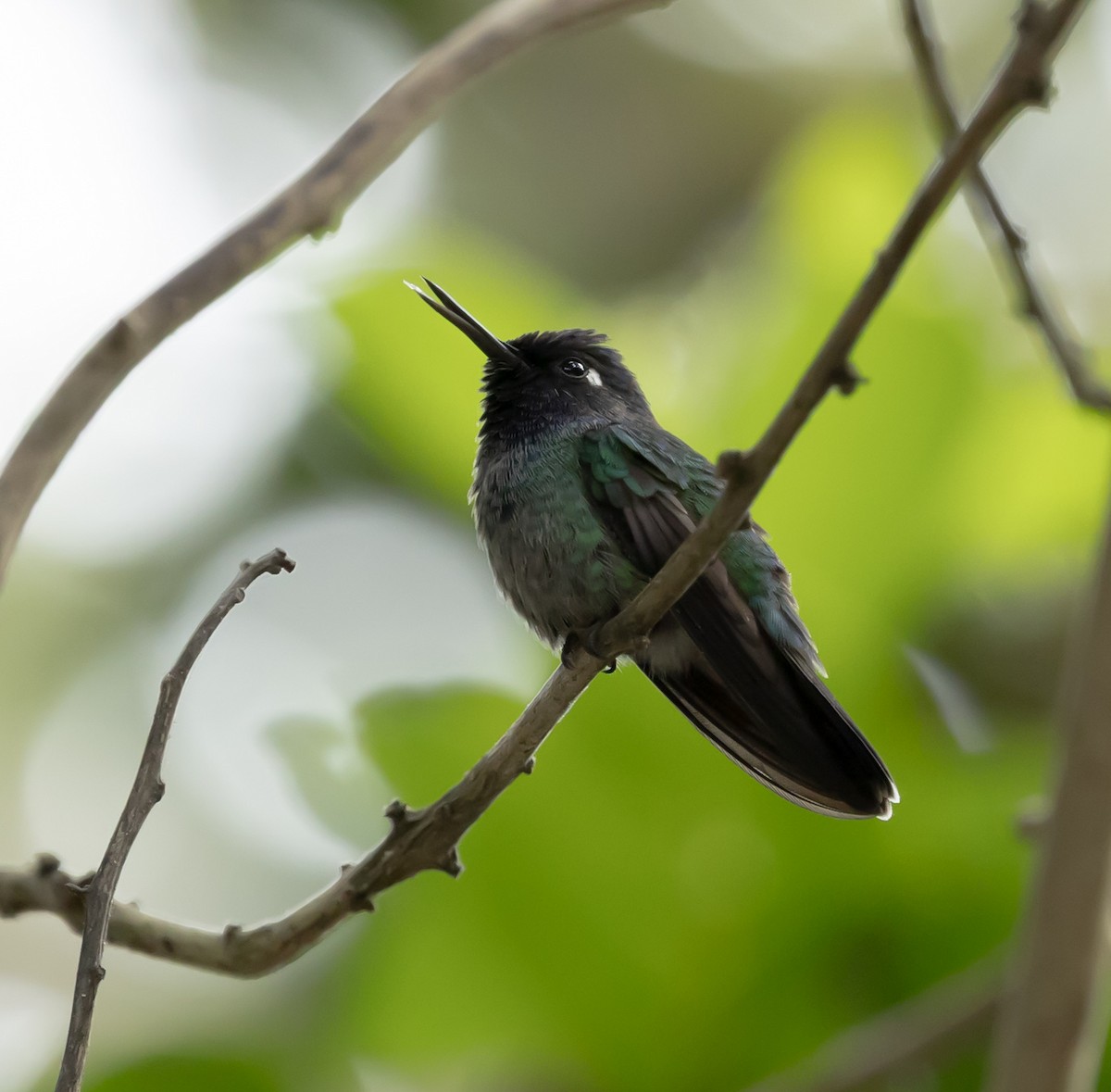 Violet-headed Hummingbird - ML652103424