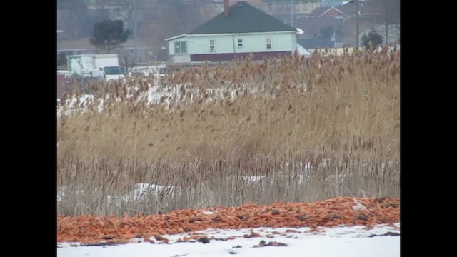 Лебідь-трубач - ML652103484