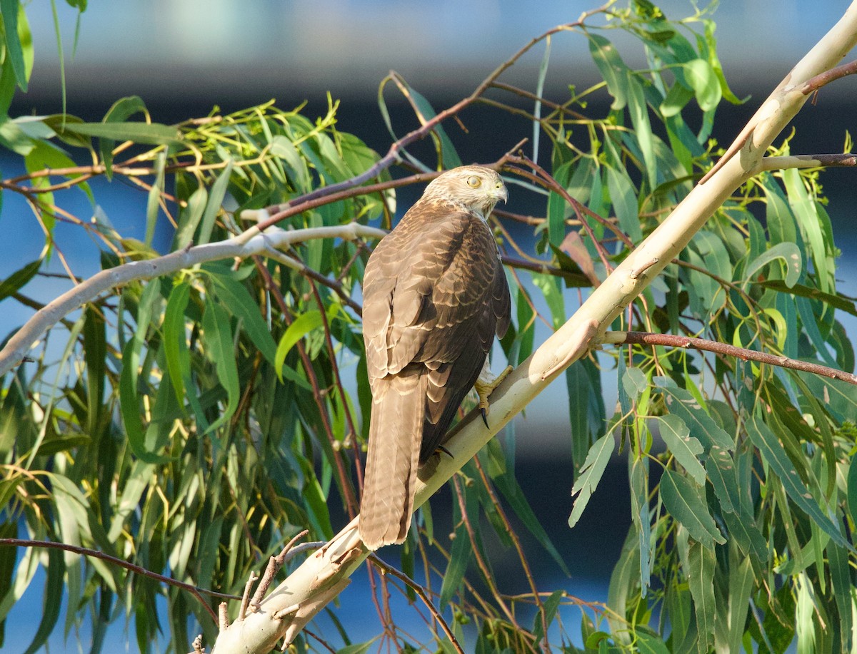 Brown Goshawk - ML652103607