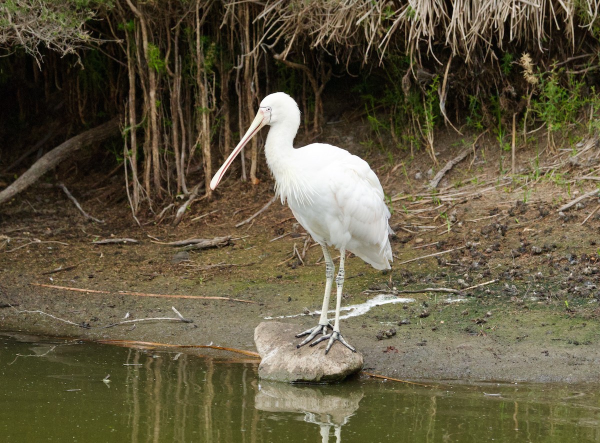 Yellow-billed Spoonbill - ML652103730