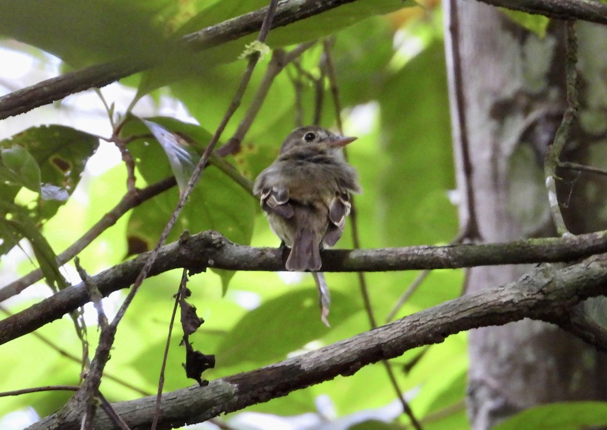 Восточный мухолов - ML652103810