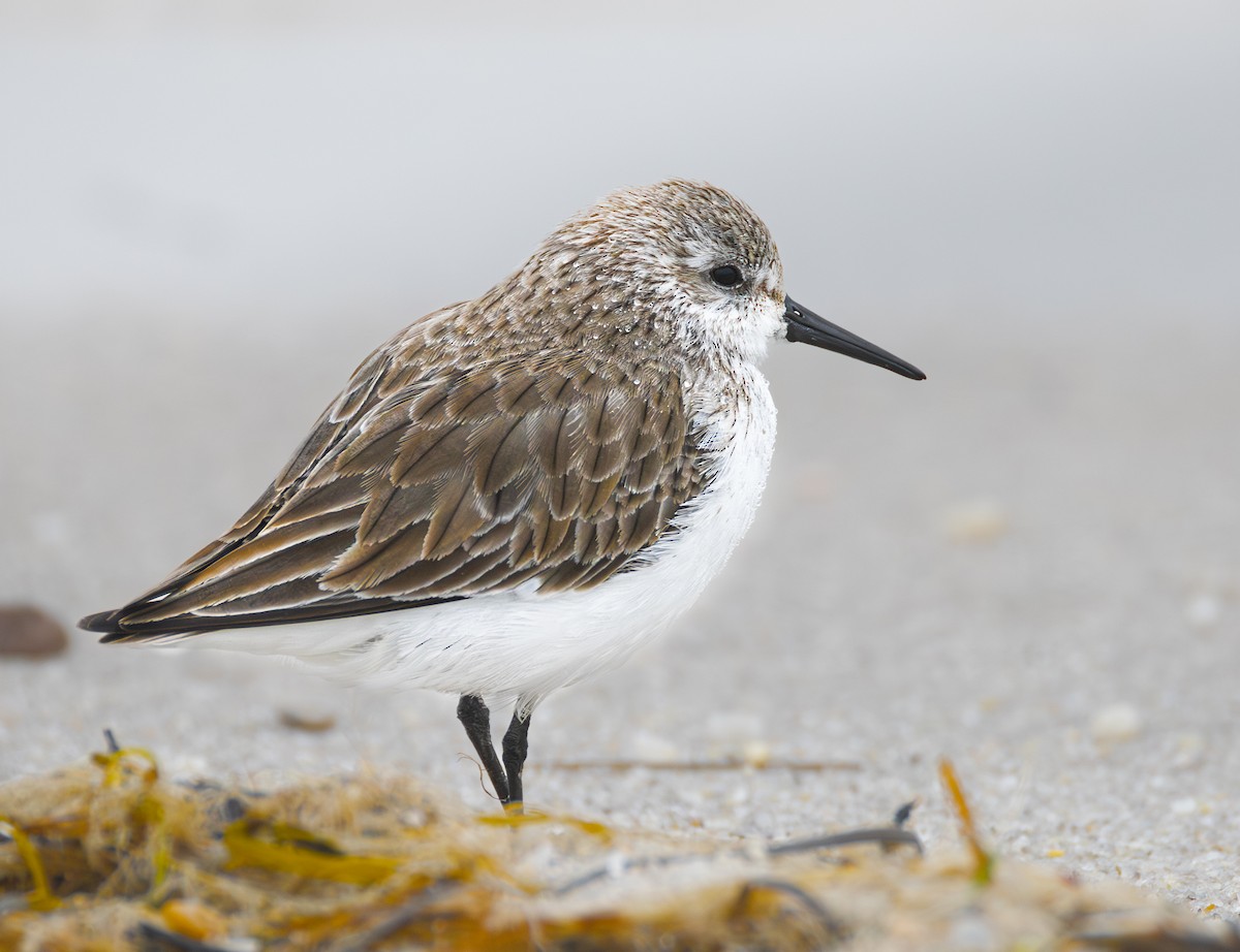 Alaska Kumkuşu - ML652103812