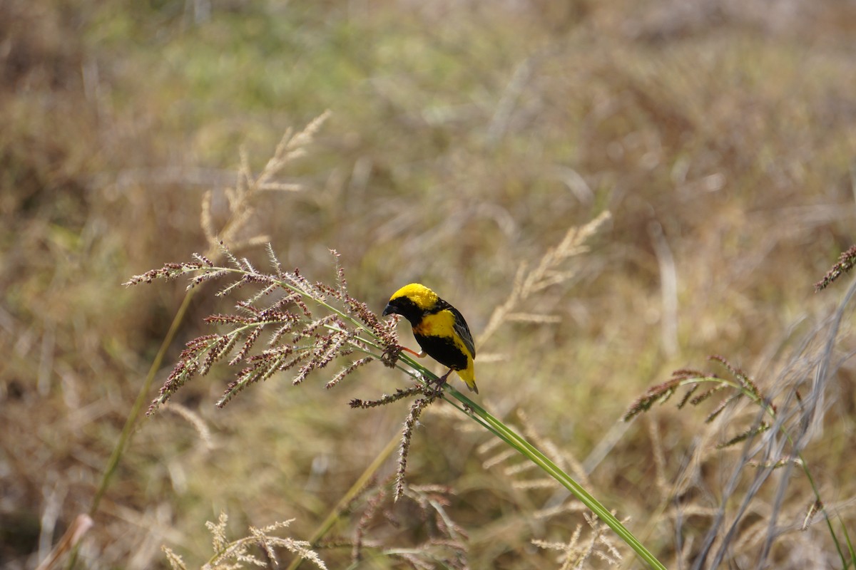 Euplecte vorabé - ML652103824