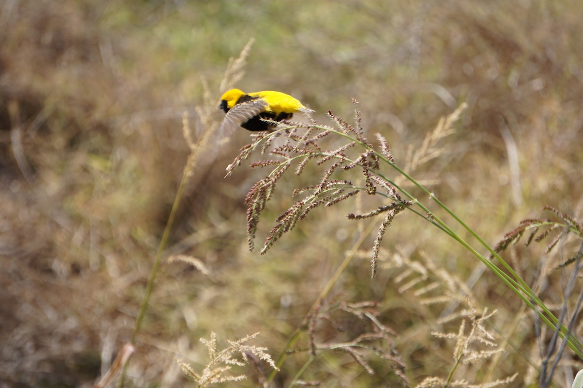 Euplecte vorabé - ML652103826