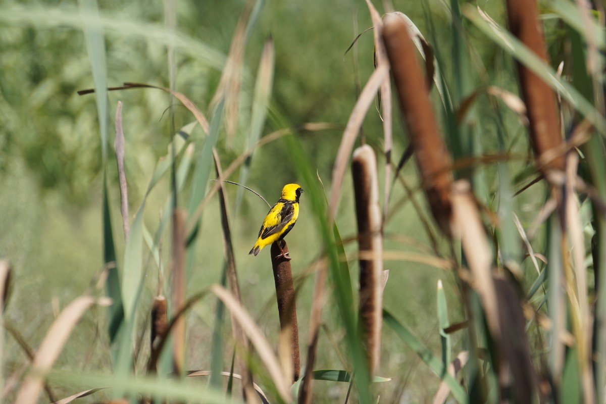 Euplecte vorabé - ML652103828