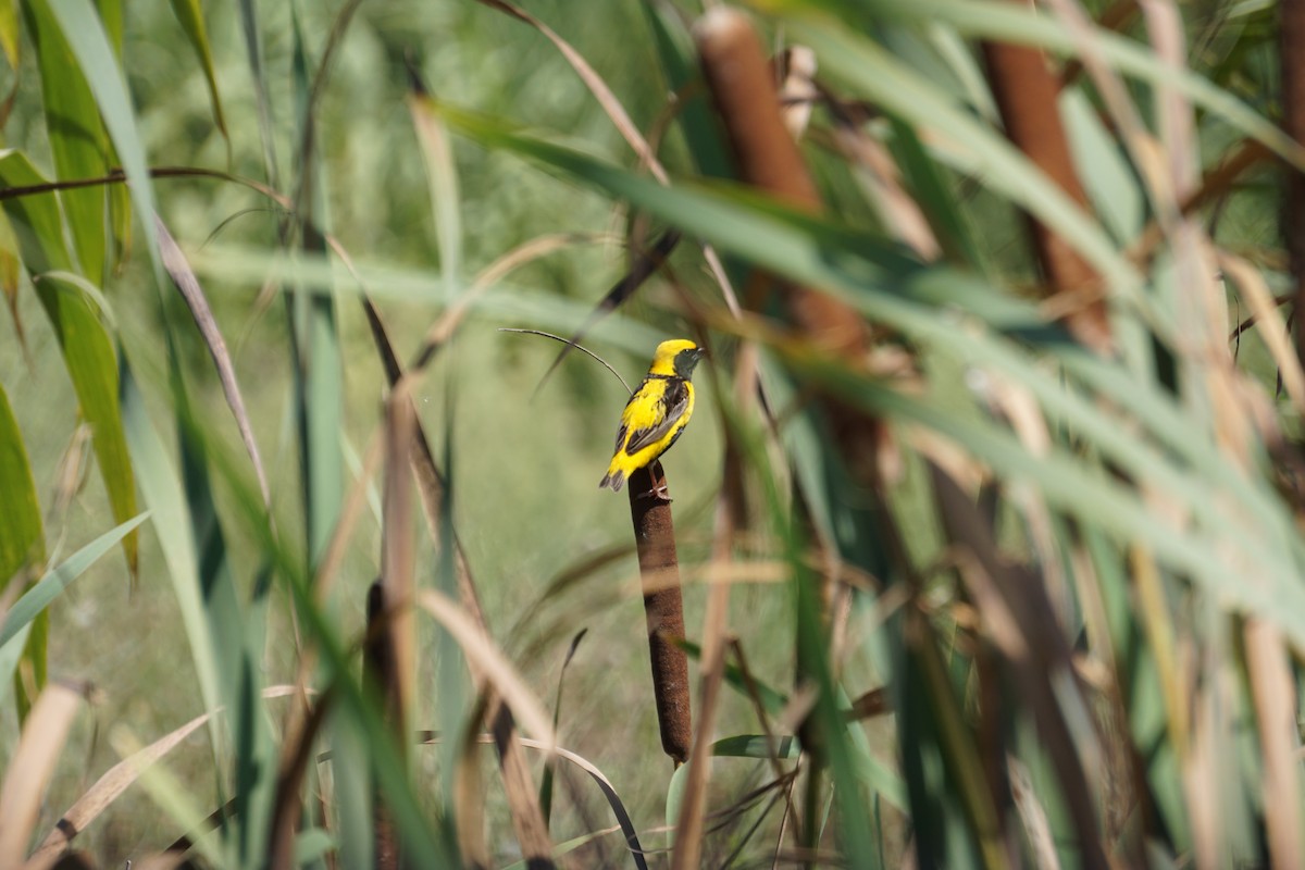 Euplecte vorabé - ML652103829