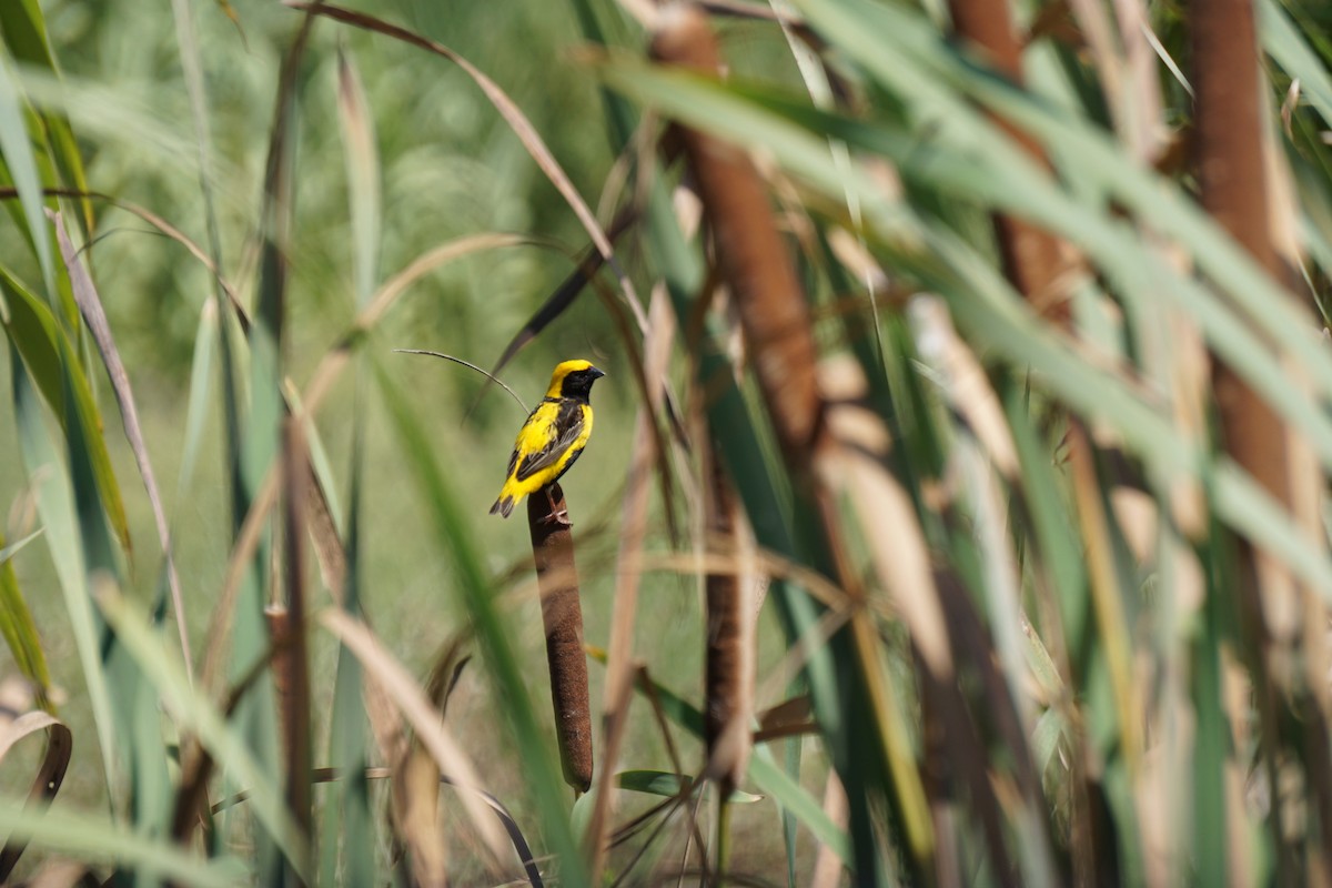 Euplecte vorabé - ML652103830