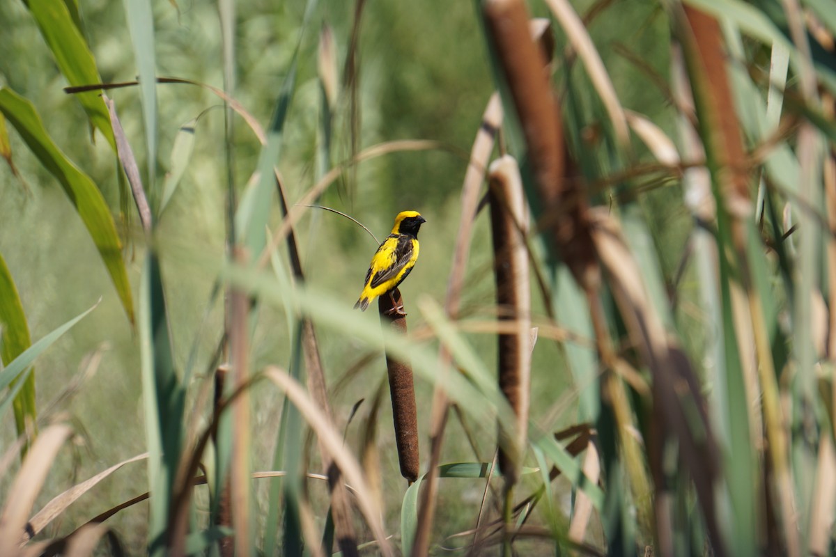 Euplecte vorabé - ML652103831