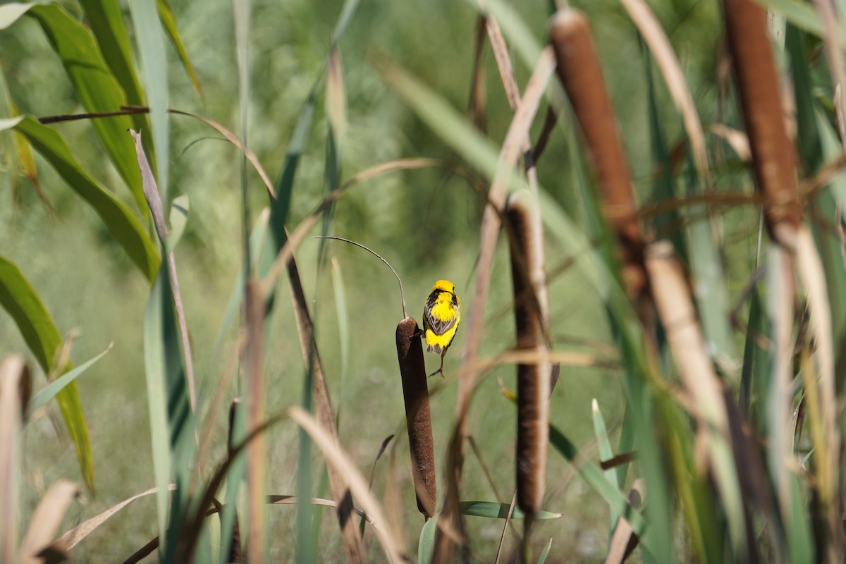 Euplecte vorabé - ML652103832