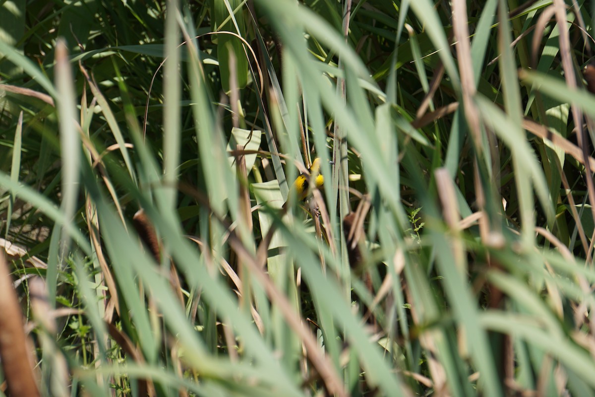 Euplecte vorabé - ML652103833