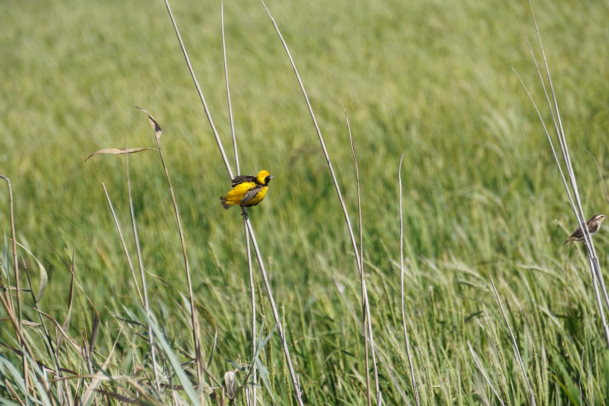 Euplecte vorabé - ML652103837