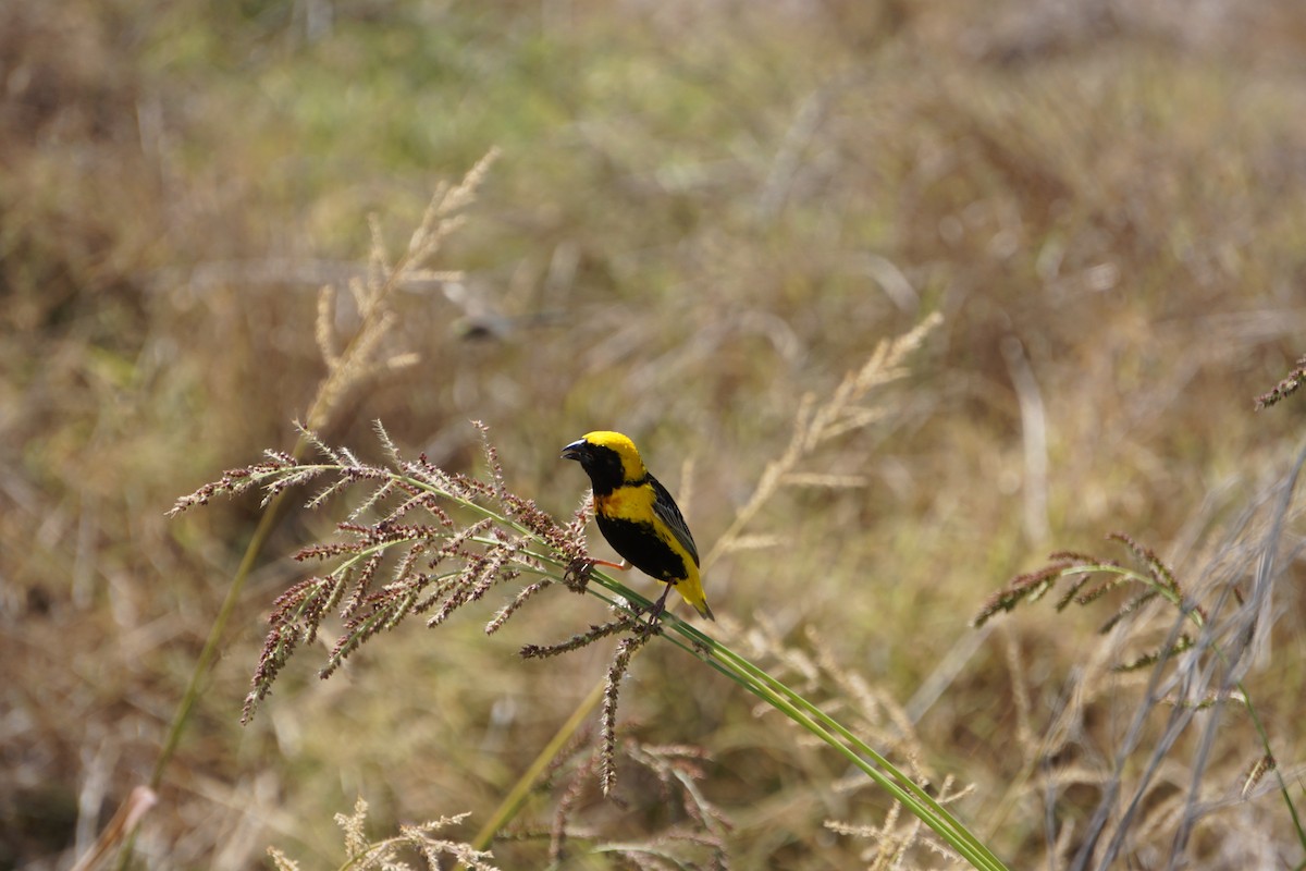 Euplecte vorabé - ML652103838