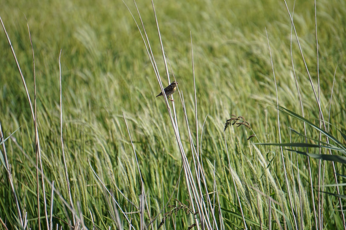 Euplecte vorabé - ML652103839